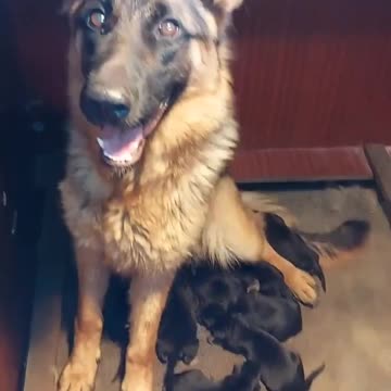 Mommy dog & her cute army of puppies
