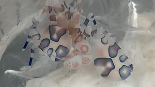 Starfish eater