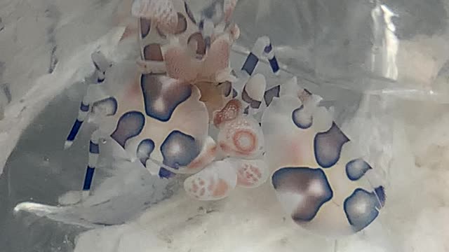 Starfish eater