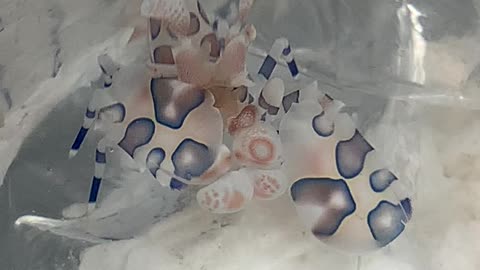 Starfish eater