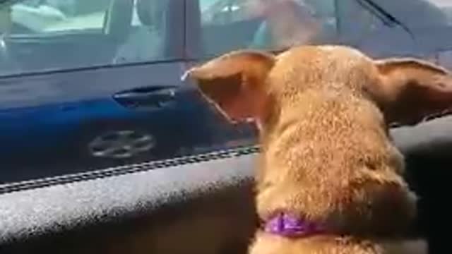 next to a car that had a photo of a dog on window ,Holly seen it and tried to communicate with it ,🤣