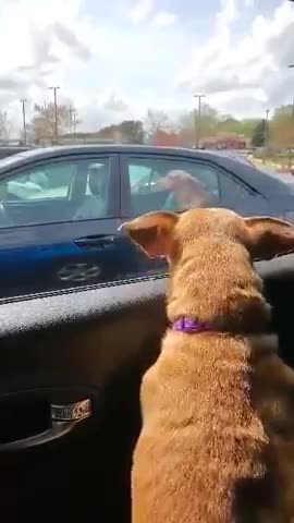 next to a car that had a photo of a dog on window ,Holly seen it and tried to communicate with it ,🤣