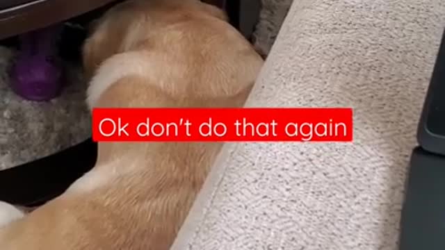 Dog Hates it When Disturbed During Sleeping | Funny Dog Video