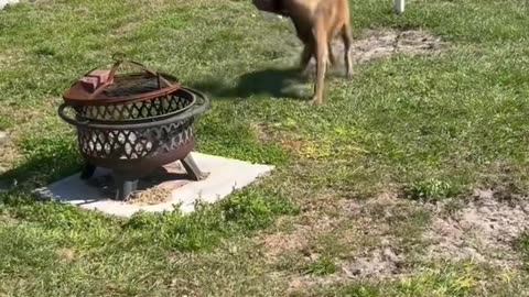 Dog Collects Eggs From Chicken Coop #dog #doglife #smartdog