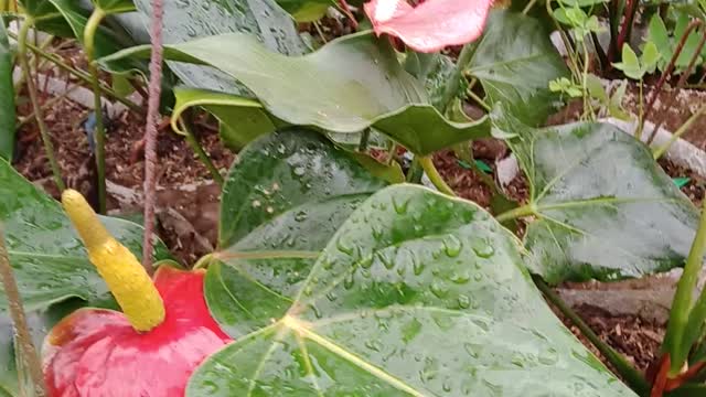 beautiful collection of flower