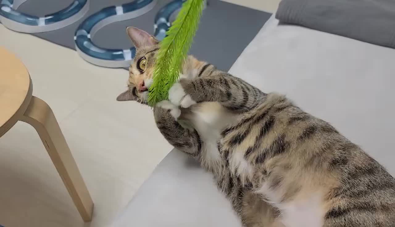 One cute cat crazy about toys.