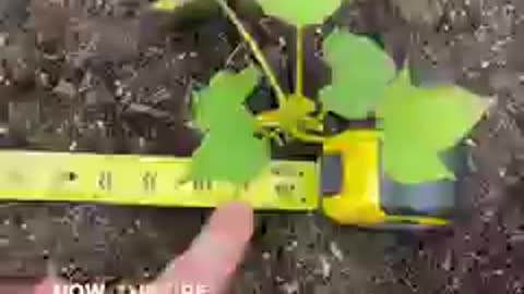 Gardening: (1) Raising sweet potatoes