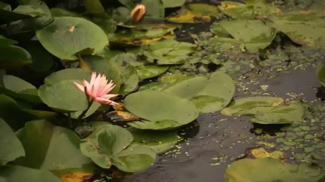 Lilypad with soothing music