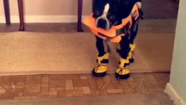 Black and white dog in life jacket and boots