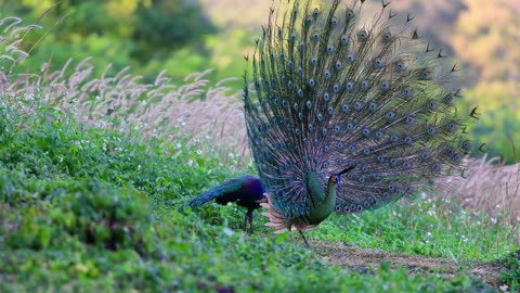 Wild green peacock