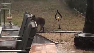 Doggo Excitedly Chases After Rain