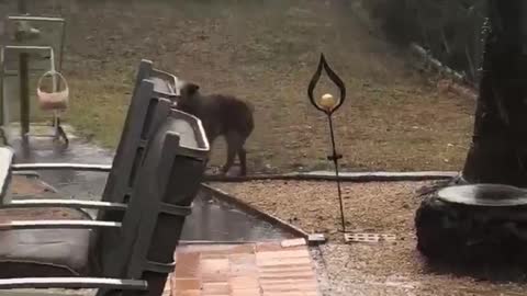 Doggo Excitedly Chases After Rain