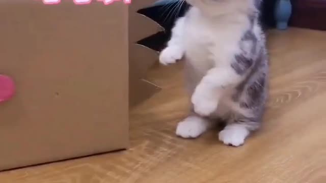 super cute kitty