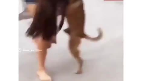 Dog funny video