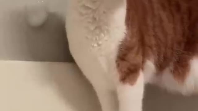 Why Cats make the Best Pets | Funny Movement