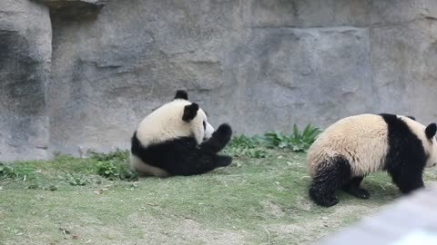 A giant panda on its back