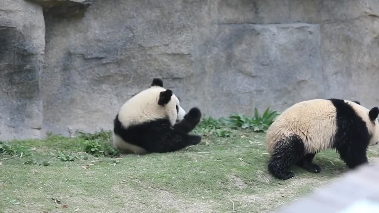 A giant panda on its back