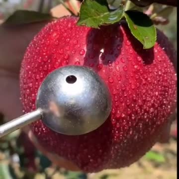 Episode #28 Red Apple Wow Video