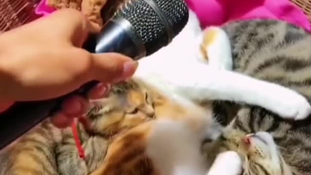 Funny Funny Cats