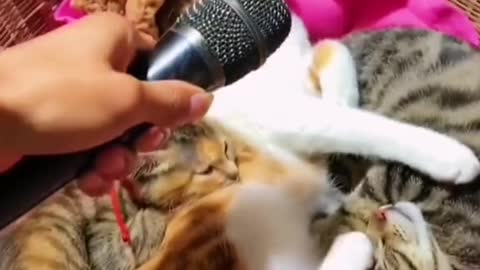 Funny Funny Cats