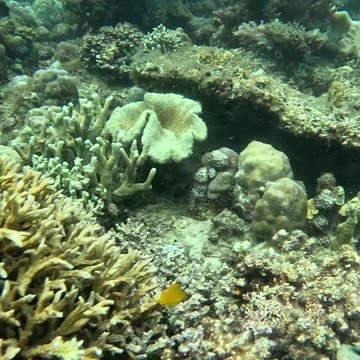 Freediving down to a beautiful sea slug in the tropical Philippines waters.