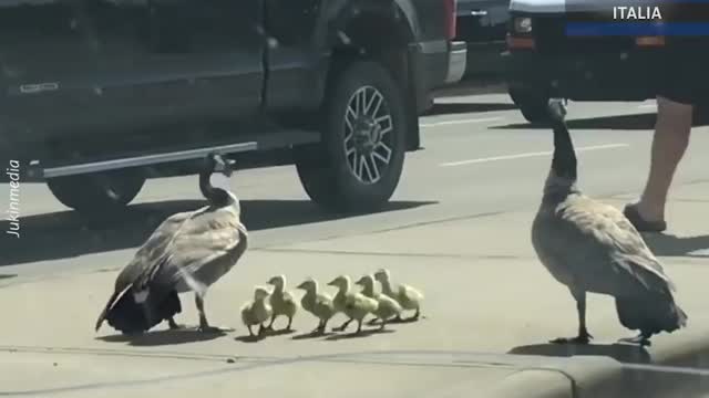 Mum & Dad cross road their kids