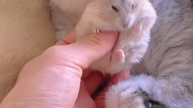 Inseparable hamster and cat