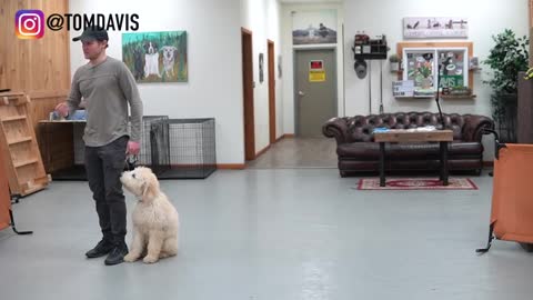 Teach how to let your dog walk NICELY on leash (5 MINUTES)