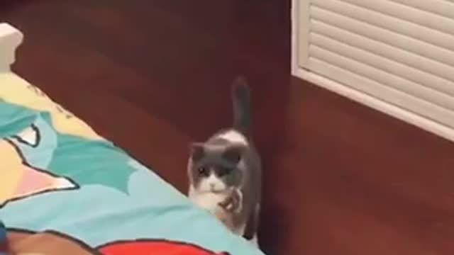 Cat video😂😂