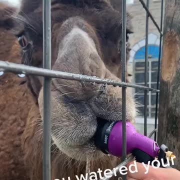 Thirsty camel