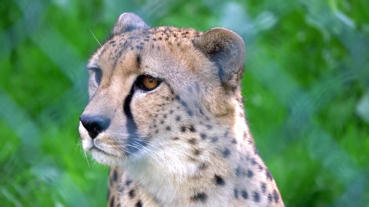 beautiful Cheetah resting in zoo