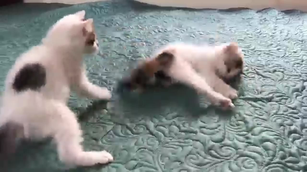 Cute Kittens - Funny and Cute Cat Videos Compilation 2023 #11