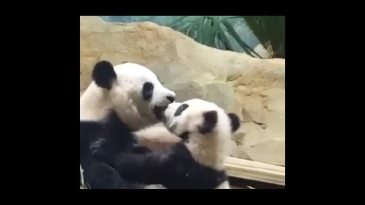 Los amo desde niña. estaria todo el dia viendolos.😍😍😍😘😘