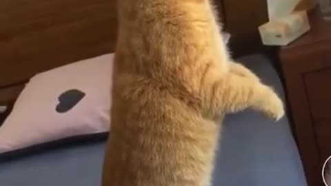 funny cat