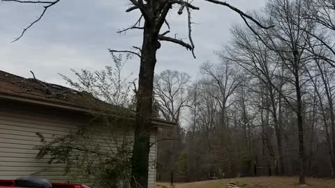 Tree Cutting Fail, Truck Pays Price