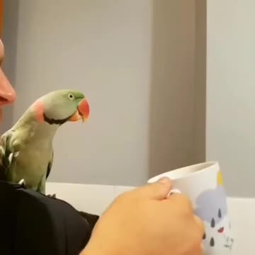 Bird world funny video 5