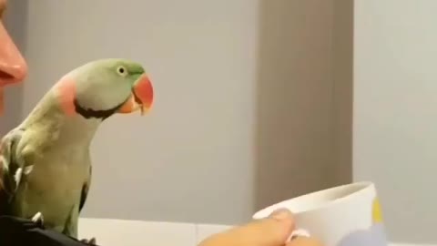 Bird world funny video 5