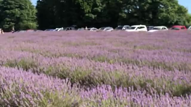 Lavender field London