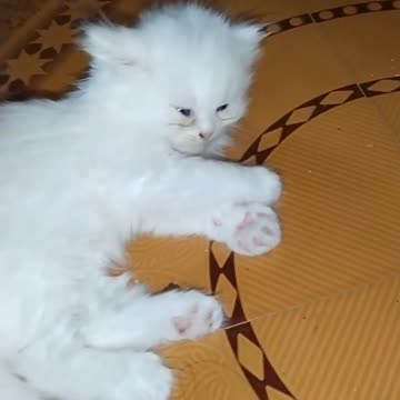 OMG So Cute Cat Video ❤ #cat #shorts