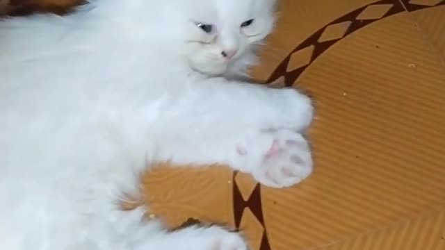 OMG So Cute Cat Video ❤ #cat #shorts
