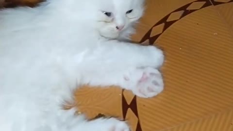 OMG So Cute Cat Video ❤ #cat #shorts