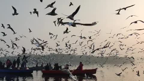 a lot of birds in the sky at sunset