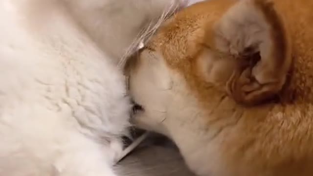 Dog has fallen in love with a cat