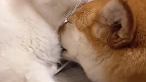 Dog has fallen in love with a cat