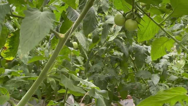 Red and green organic tomatoes