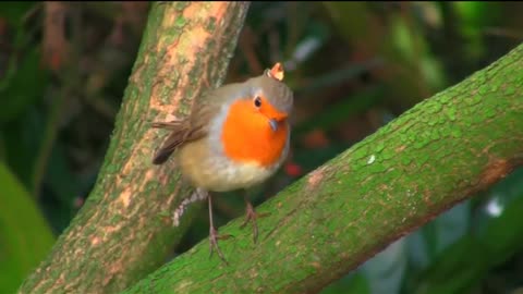 Watch and Listen to Birds Singing