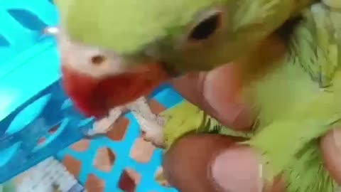 Parrot baby