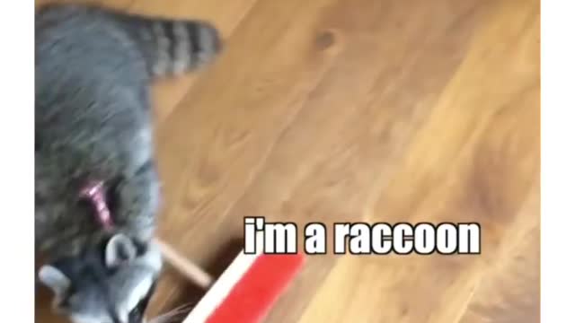 Raccon is hilarious Xd