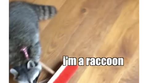 Raccon is hilarious Xd