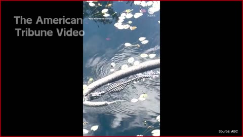 Shocking Video: Alligator Spotted Dragging Humongous Python through Florida Everglades